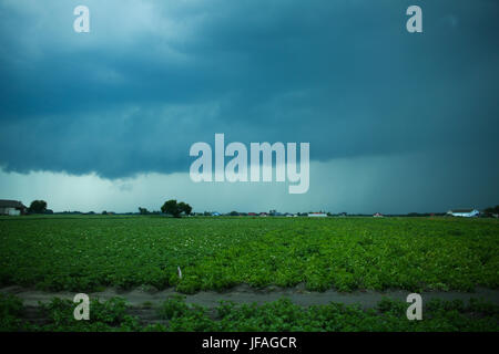 Mazovia, Poland. 30th June, 2017.  Storm unrooted trees in Mazovia, causing breaks on electricity and telecomunication. Heavy rain and thunderstorm continue to cross landscape. Credit: Jake Ratz/Alamy Live News Stock Photo