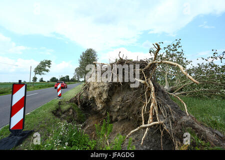 Mazovia, Poland. 30th June, 2017.  Storm unrooted trees in Mazovia, causing breaks on electricity and telecomunication. Heavy rain and thunderstorm continue to cross landscape. Credit: Jake Ratz/Alamy Live News Stock Photo