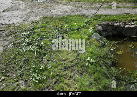 Mazovia, Poland. 30th June, 2017.  Storm unrooted trees in Mazovia, causing breaks on electricity and telecomunication. Heavy rain and thunderstorm continue to cross landscape. Credit: Jake Ratz/Alamy Live News Stock Photo