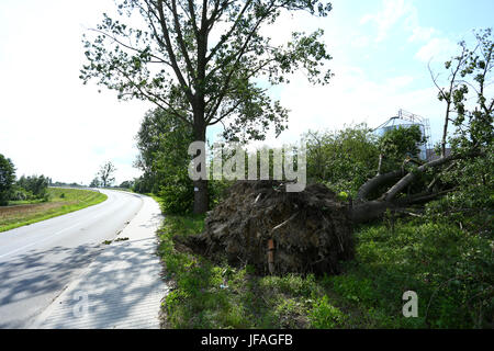 Mazovia, Poland. 30th June, 2017.  Storm unrooted trees in Mazovia, causing breaks on electricity and telecomunication. Heavy rain and thunderstorm continue to cross landscape. Credit: Jake Ratz/Alamy Live News Stock Photo