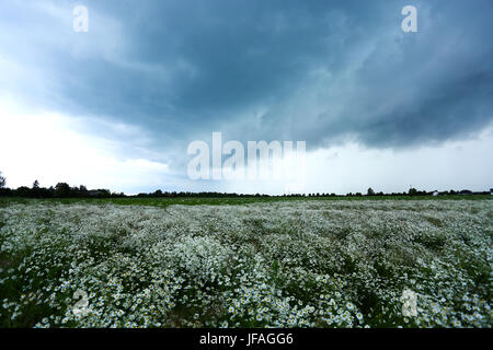 Mazovia, Poland. 30th June, 2017.  Storm unrooted trees in Mazovia, causing breaks on electricity and telecomunication. Heavy rain and thunderstorm continue to cross landscape. Credit: Jake Ratz/Alamy Live News Stock Photo