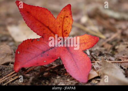 Red maple leaf in fall Stock Photo