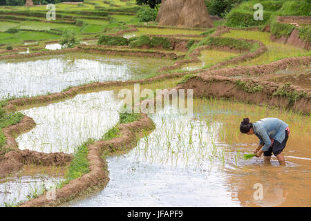 Woman planting rice  in Nuwakot district, Nepal Stock Photo