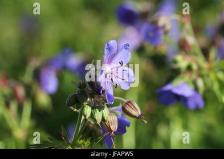 Blue Geranium pratense flower. Geranium pratense known as the meadow crane's-bill or meadow geranium Stock Photo