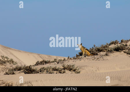 Black-backed Jackal (Canis mesomelas), Skelton Coast National Park, Namibia. Stock Photo