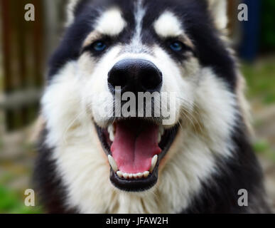 Happy Siberian Husky smiling into camera, close up view Stock Photo