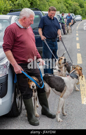 Cahersiveen Races Beagle drag hunt race on Valentia Island, County Kerry, Ireland Stock ...