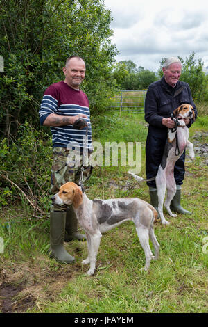 Drag Hunt Racing with Beagles, Cahersiveen, County Kerry Ireland Stock Photo