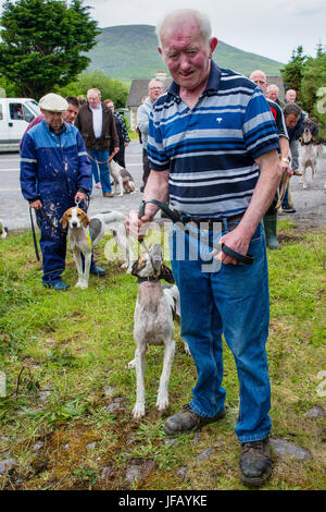 Drag Hunt Racing with Beagles, Cahersiveen, County Kerry Ireland Stock Photo