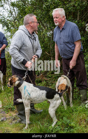 Drag Hunt Racing with Beagles, Cahersiveen, County Kerry Ireland Stock Photo