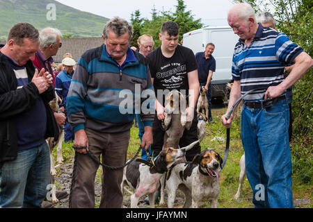 Drag Hunt Racing with Beagles, Cahersiveen, County Kerry Ireland Stock Photo