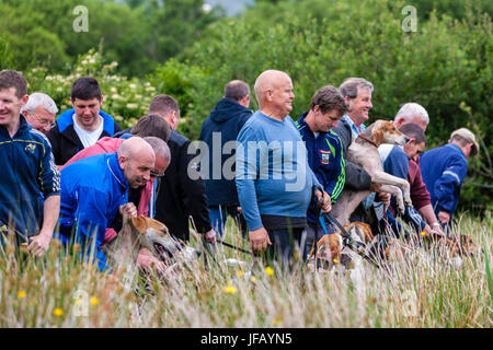 Drag Hunt Racing with Beagles, Cahersiveen, County Kerry Ireland Stock Photo