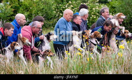 Drag Hunt Racing with Beagles, Cahersiveen, County Kerry Ireland Stock Photo