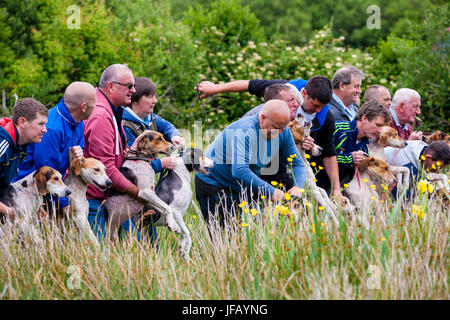 Drag Hunt Racing with Beagles, Cahersiveen, County Kerry Ireland Stock Photo