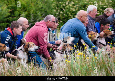 Drag Hunt Racing with Beagles, Cahersiveen, County Kerry Ireland Stock Photo