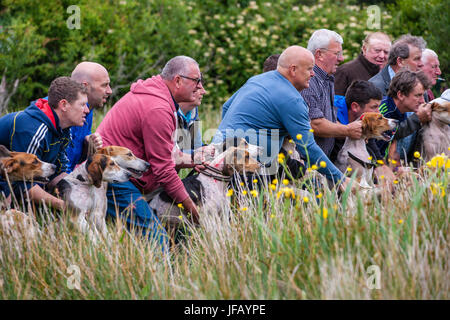 Drag Hunt Racing with Beagles, Cahersiveen, County Kerry Ireland Stock Photo