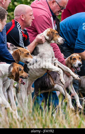 Drag Hunt Racing with Beagles, Cahersiveen, County Kerry Ireland Stock Photo