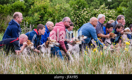 Drag Hunt Racing with Beagles, Cahersiveen, County Kerry Ireland Stock Photo