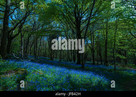 Ancient dark  woods in north wales with bright blue bluebell carpet Stock Photo