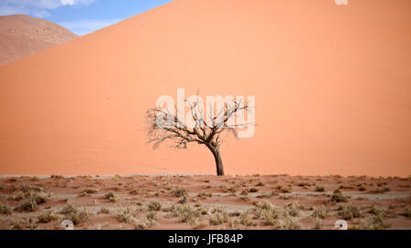 dry tree against dune Stock Photo