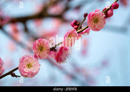 plum branch in full bloom Stock Photo