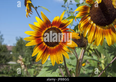 Sunflowers in Pfedelbach-Renzen, Germany Stock Photo