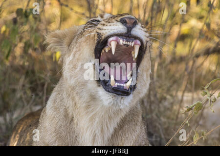 Lion, (Panthera leo) yawning Stock Photo
