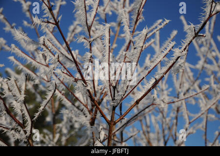 Cornus sanguinea, Common Dogwood, White Frost Stock Photo