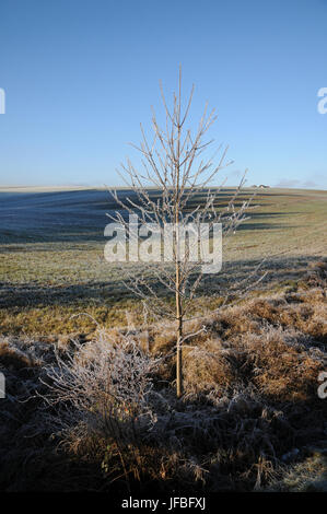 Prunus avium, Sweet Cherry, White Frost Stock Photo