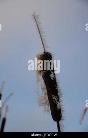 Typha latifolia, Bulrush, White Frost Stock Photo