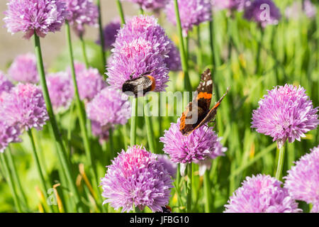Bumble bee and red admiral drinking nectar from chive blossoms, shallow depth of field, macro Stock Photo