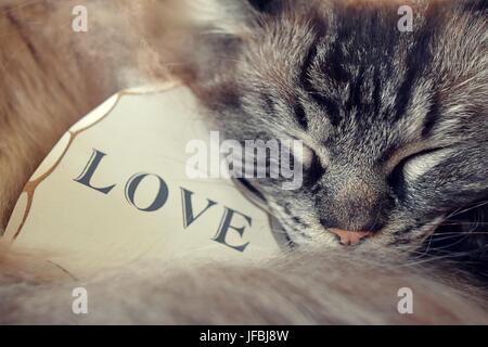 Ragdoll Cat Sleeping With A White Wooden Love Heart WithThe Text Love Wrote On It. Stock Photo