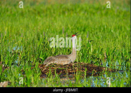Sandhill Crane Grus canadensis incubating egg on nest Viera Wetlands Florida Stock Photo