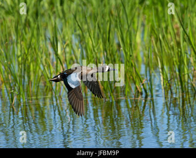 Blue-winged Teal Anas discors male Viera Wetlands Florida USA Stock Photo