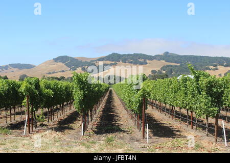 Vineyard, Solano County Green Valley, California Stock Photo