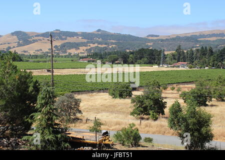 Vineyard, Solano County Green Valley, California Stock Photo