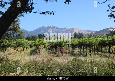 Vineyard, Solano County Green Valley, California Stock Photo