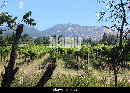 Vineyard, Solano County Green Valley, California Stock Photo