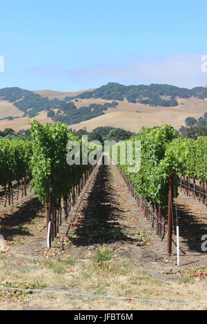 Vineyard, Solano County Green Valley, California Stock Photo