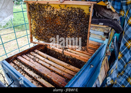An elderly beekeeper is holding bees' honeycomb with bees in his hand. Honey bee. apiary. The technology breeding of honey bees. Stock Photo
