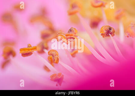 Extreme macro shot of pink flower Stock Photo