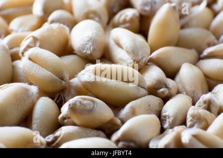 Super macro shot of wheat grain Stock Photo