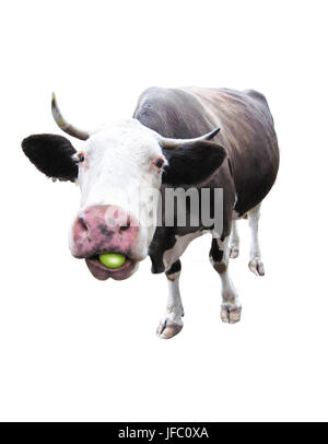 cow chewing an apple isolated on the white Stock Photo