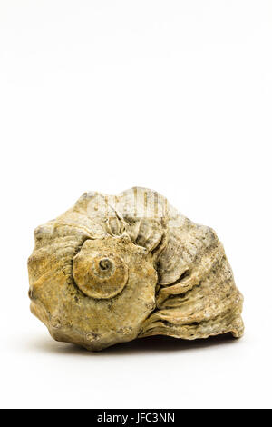 Large beige seashell close-up on a white background. Stock Photo