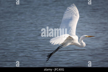 Snowy Egret Flying Over a Lake Stock Photo