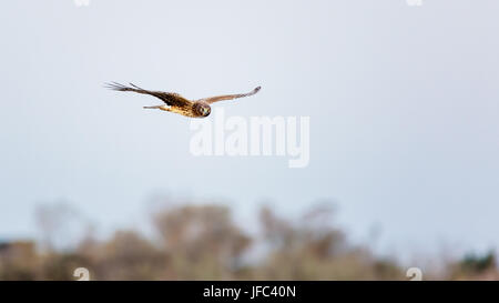 Hawk Flying Over Trees Stock Photo