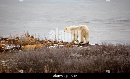 A polar bear at the Hudson Bay Stock Photo