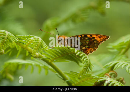 High Brown Fritillary butterfly Argynnis adippe resting on bracken Stock Photo