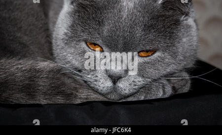 Angry sleepy gray cat Stock Photo