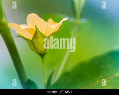 Paddy's lucerne flower. Macro close up and background. Stock Photo